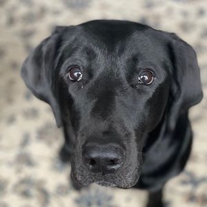 Meet your Posher, Helen